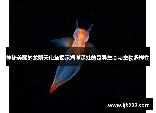 神秘美丽的龙鳞天使鱼揭示海洋深处的奇异生态与生物多样性